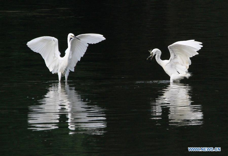 #CHINA-BEIJING-EGRETS (CN)