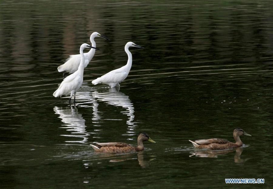 #CHINA-BEIJING-EGRETS (CN)