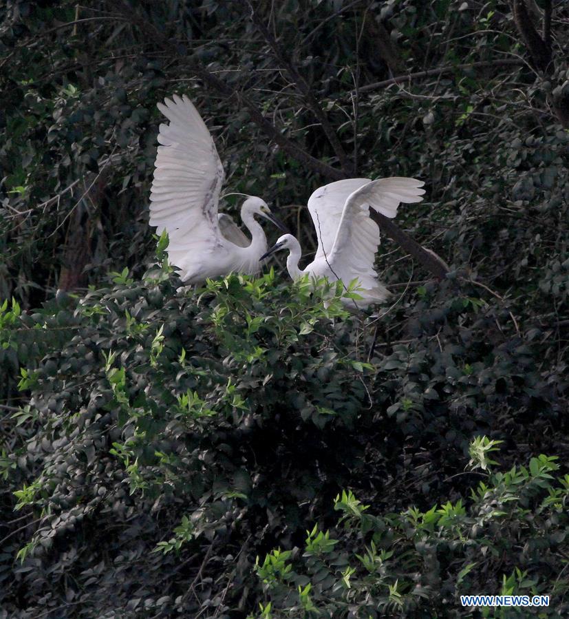 #CHINA-BEIJING-EGRETS (CN)
