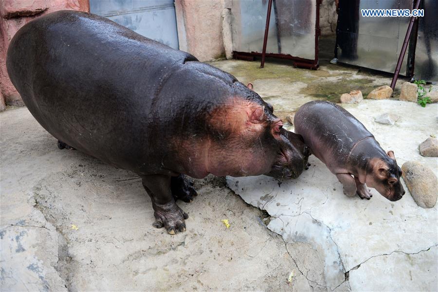 #CHINA-SHANDONG-QINGDAO-HIPPO (CN)