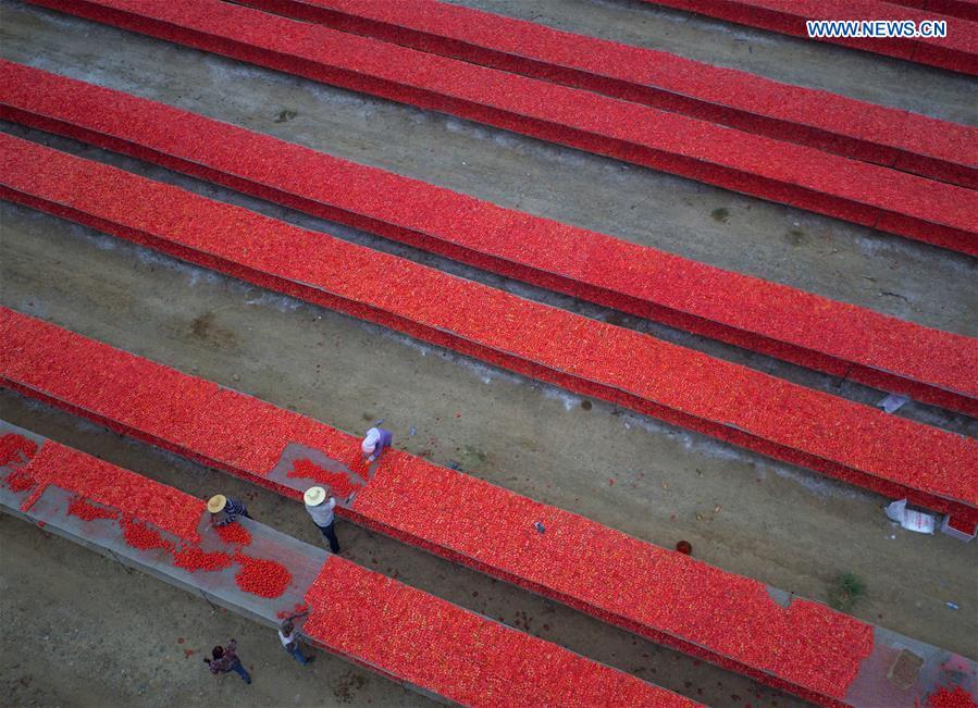 #CHINA-XINJIANG-BAYINGOLIN-TOMATO AIRING (CN)