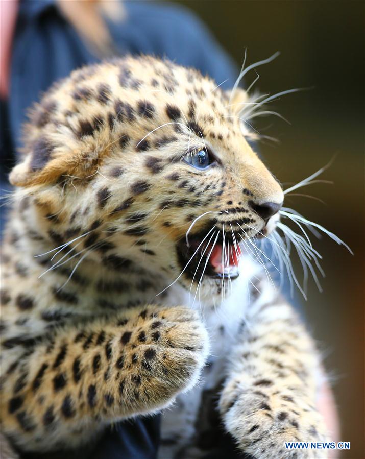 BELGIUM-IEPER-AMUR LEOPARD CUBS