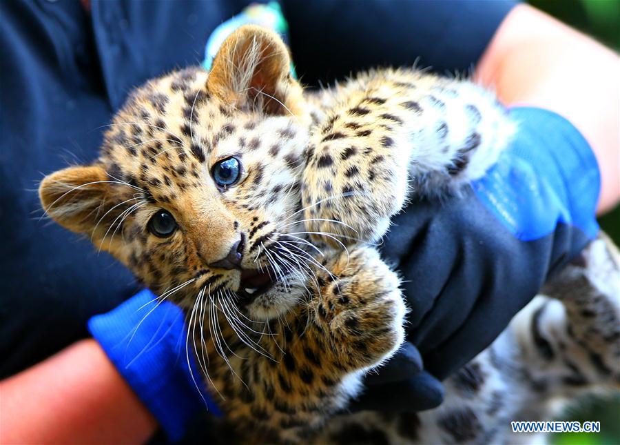 BELGIUM-IEPER-AMUR LEOPARD CUBS