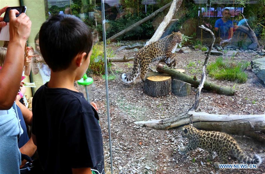 BELGIUM-IEPER-AMUR LEOPARD CUBS