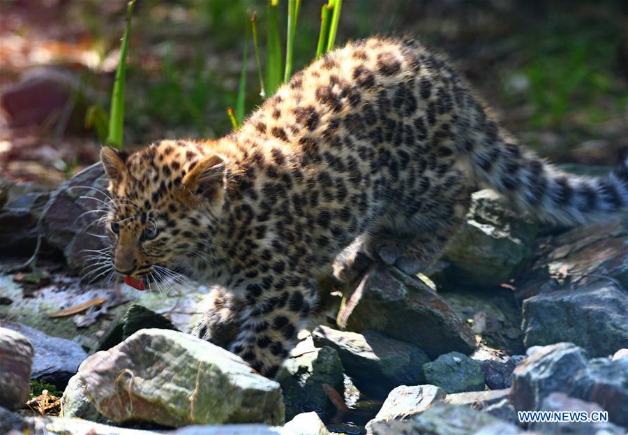 BELGIUM-IEPER-AMUR LEOPARD CUBS