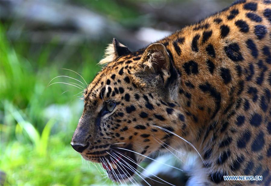 BELGIUM-IEPER-AMUR LEOPARD CUBS