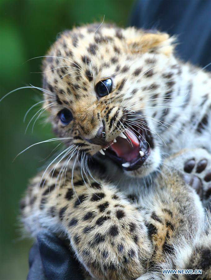 BELGIUM-IEPER-AMUR LEOPARD CUBS