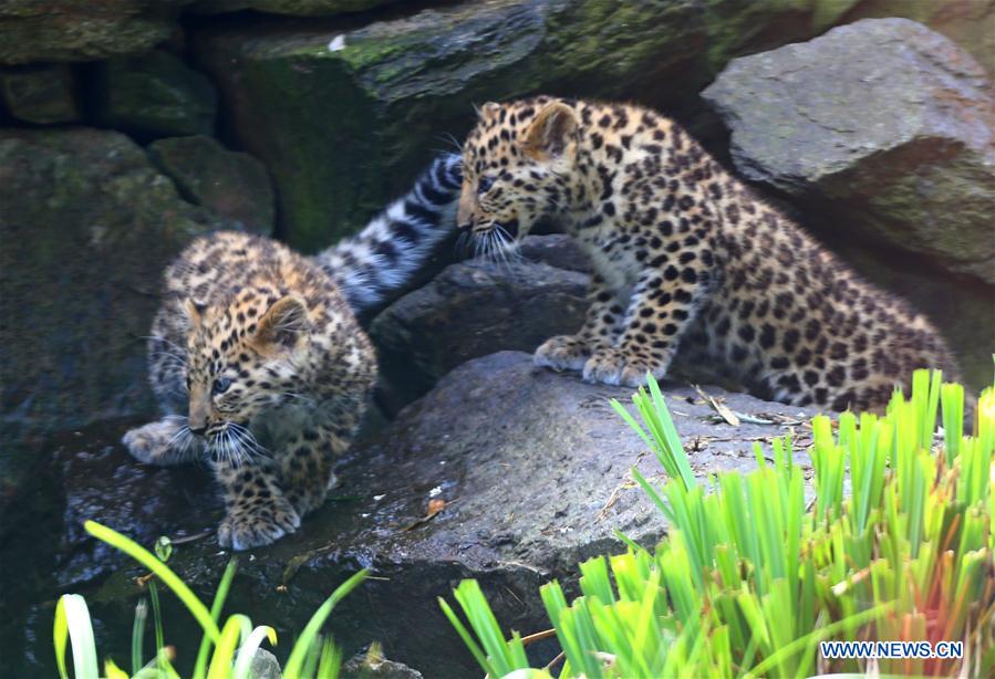 BELGIUM-IEPER-AMUR LEOPARD CUBS