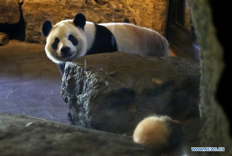 BELGIUM--CHINA PANDA CUB