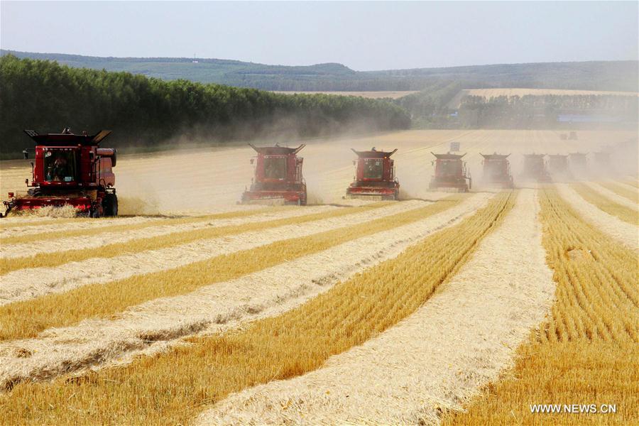 #CHINA-HEILONGJIANG-HEIHE-WHEAT-HARVEST (CN)