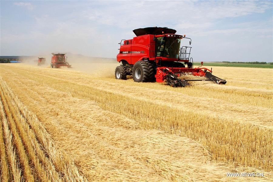#CHINA-HEILONGJIANG-HEIHE-WHEAT-HARVEST (CN)