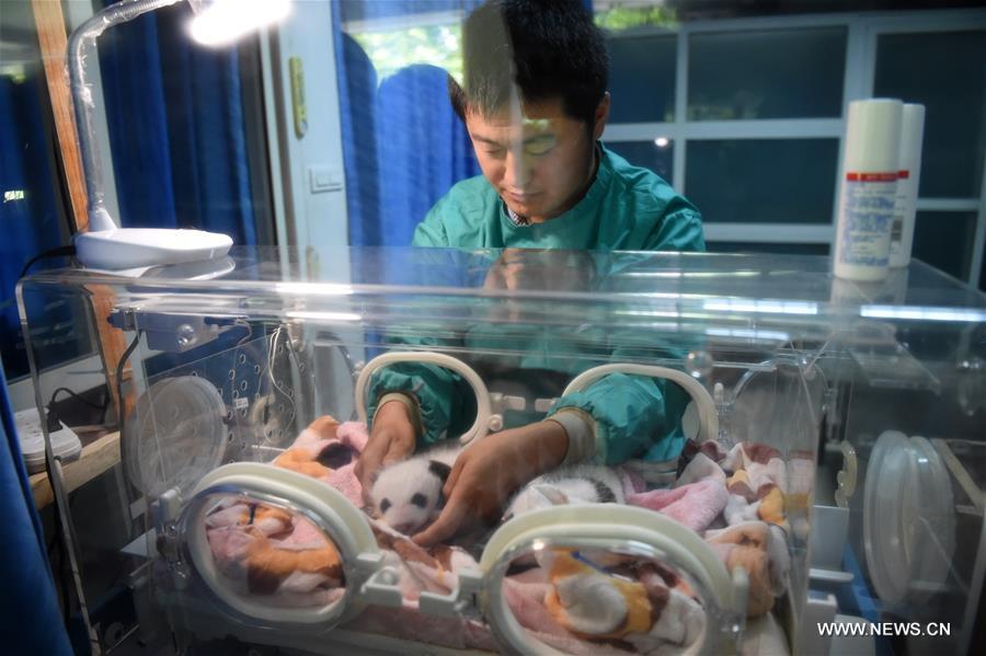 CHINA-CHONGQING-PANDA TWINS-DEBUT (CN)