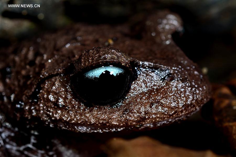 CHINA-YUNNAN-TENGCHONG-NEW AMPHIBIAN SPECIES(CN)