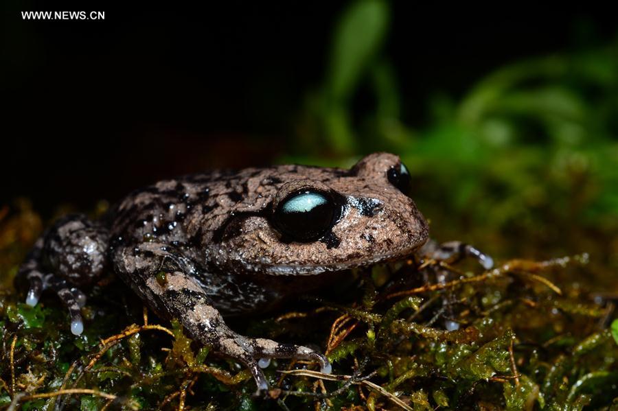 CHINA-YUNNAN-TENGCHONG-NEW AMPHIBIAN SPECIES(CN)