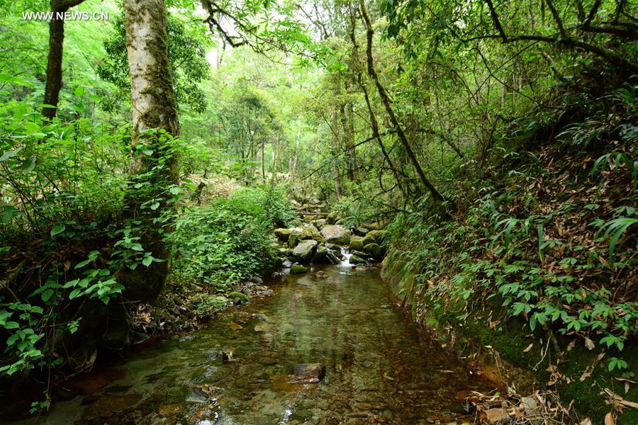 CHINA-YUNNAN-TENGCHONG-NEW AMPHIBIAN SPECIES(CN)