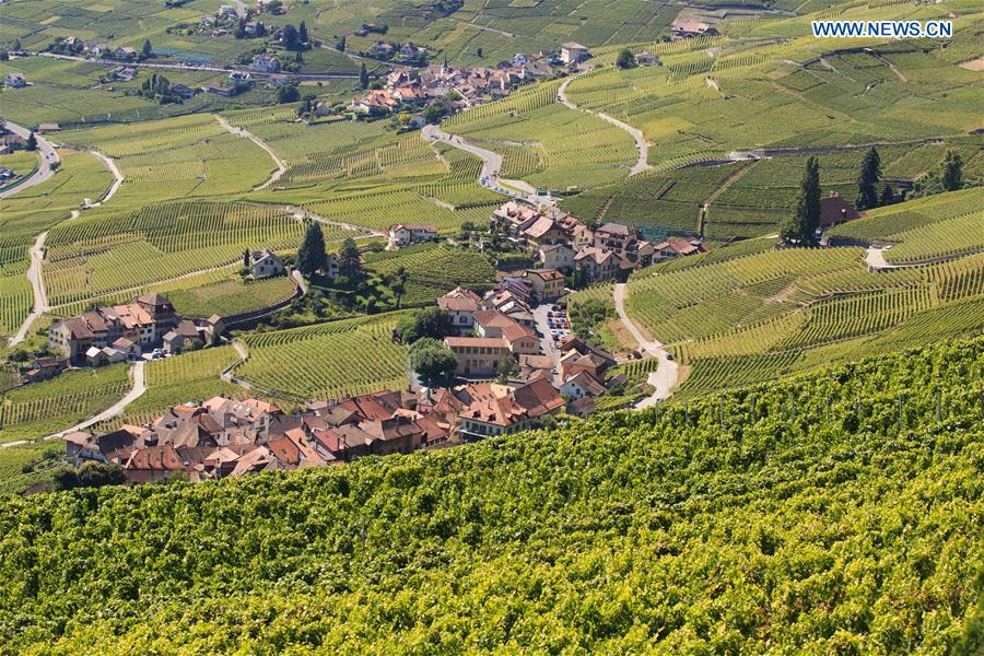 SWITZERLAND-LAVAUX-SUMMER