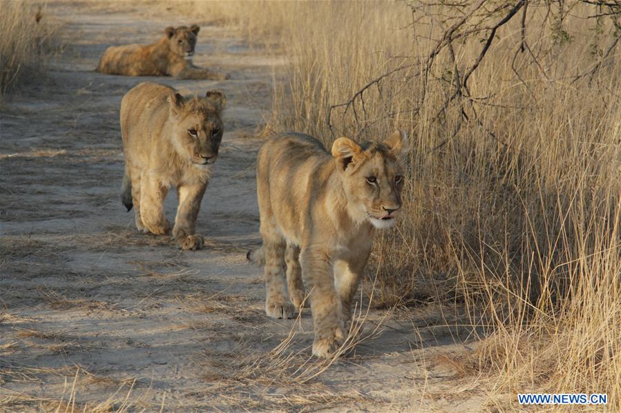 ZIMBABWE-GWERU-TOURISM-LION WALK