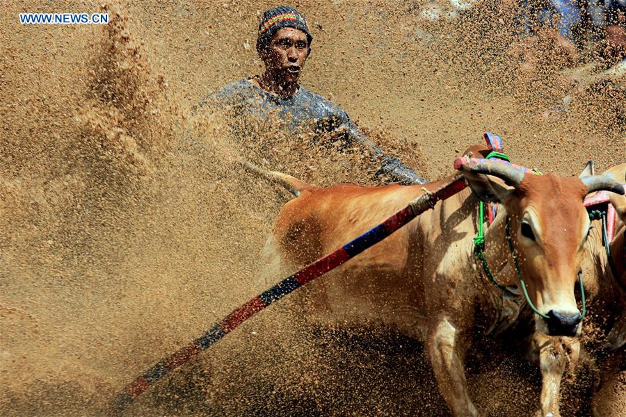 (SP)INDONESIA-WEST SUMATRA-PACU JAWI-TRADITIONAL COW RACE