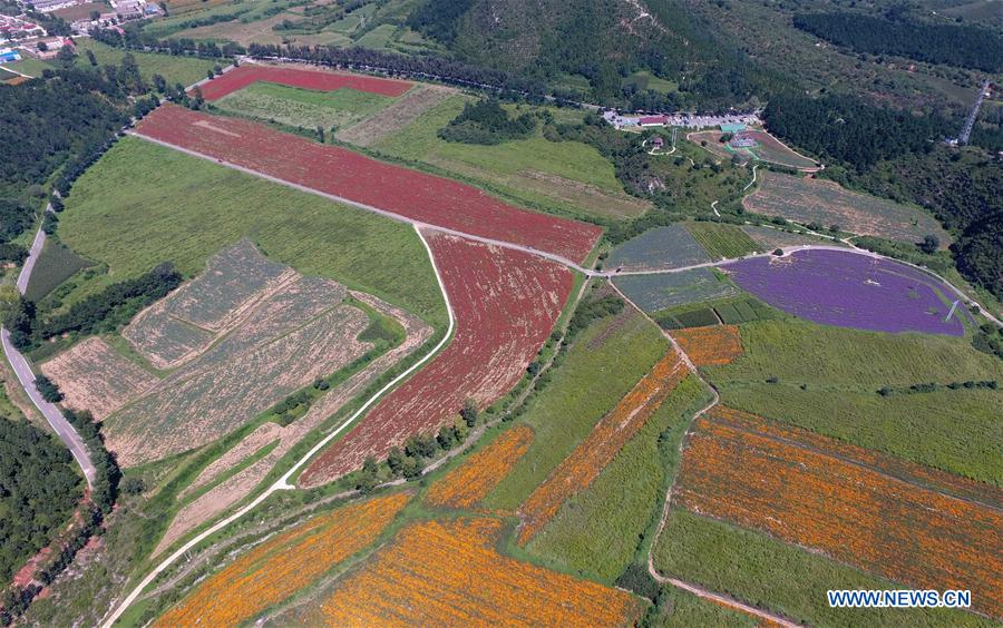 CHINA-BEIJING-FLOWER FIELDS-TOURISM (CN)