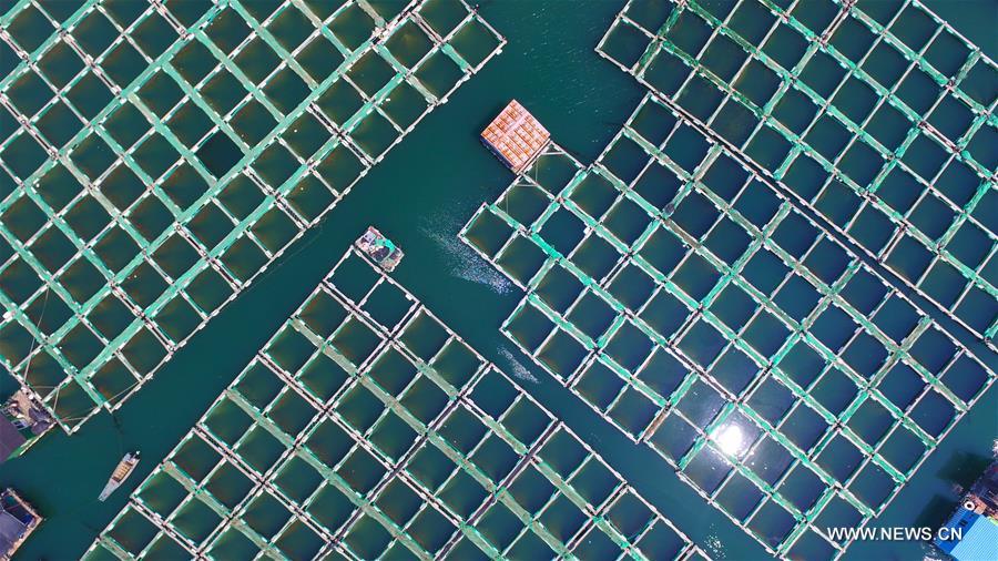  So far this year, the city's fishery output value and aquatic products output have reached 10.64 billion yuan (about 1.604 billion U.S. dollars) and 663,000 tonnes respectively. 