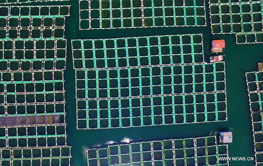  So far this year, the city's fishery output value and aquatic products output have reached 10.64 billion yuan (about 1.604 billion U.S. dollars) and 663,000 tonnes respectively. 