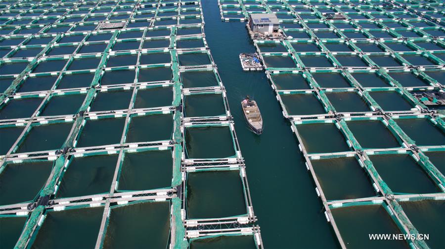  So far this year, the city's fishery output value and aquatic products output have reached 10.64 billion yuan (about 1.604 billion U.S. dollars) and 663,000 tonnes respectively. 
