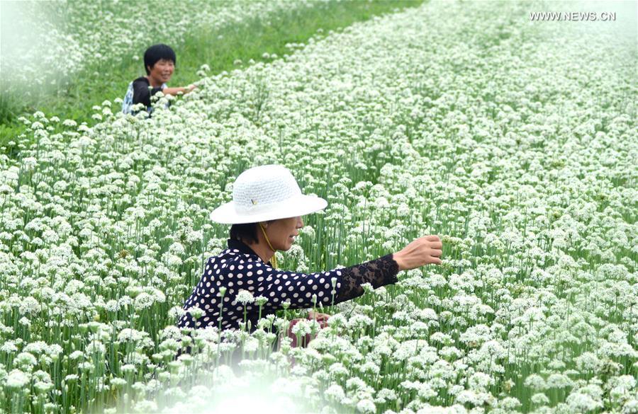 #CHINA-VILLAGES-FARM WORK (CN)
