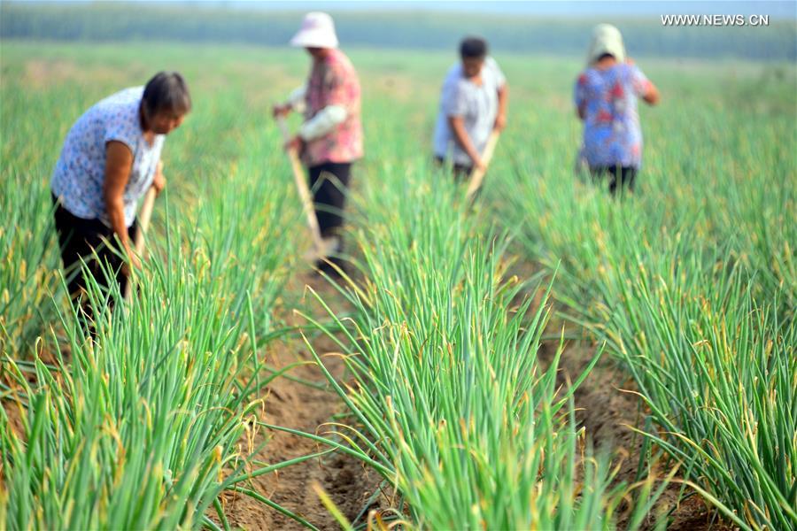 #CHINA-VILLAGES-FARM WORK (CN)