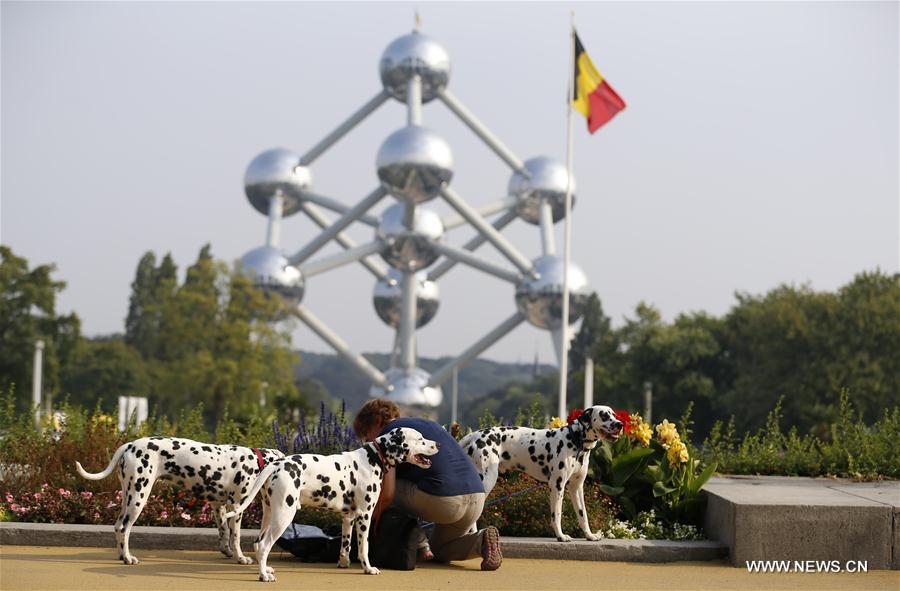 BELGIUM-BRUSSELS-EUROPEAN DOG SHOW-2016