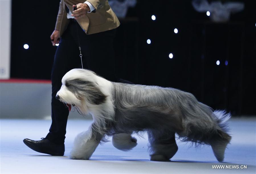 BELGIUM-BRUSSELS-EUROPEAN DOG SHOW-2016