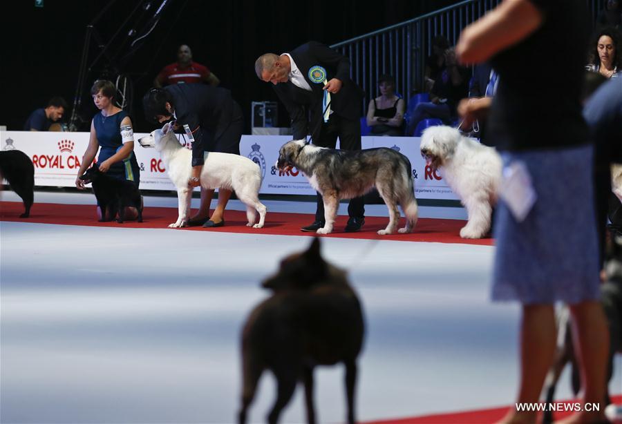 BELGIUM-BRUSSELS-EUROPEAN DOG SHOW-2016
