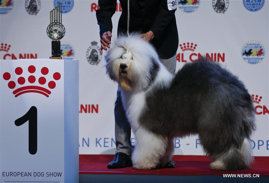 BELGIUM-BRUSSELS-EUROPEAN DOG SHOW-2016