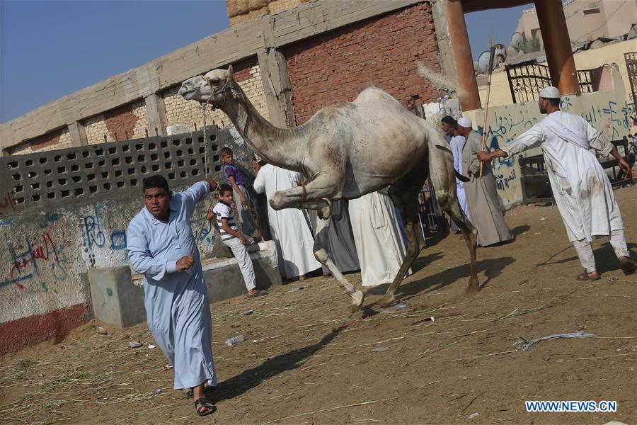 EGYPT-CAIRO-CAMEL MARKET