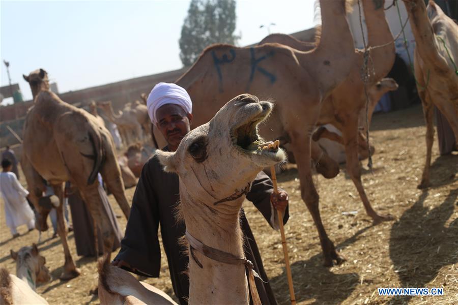 EGYPT-CAIRO-CAMEL MARKET