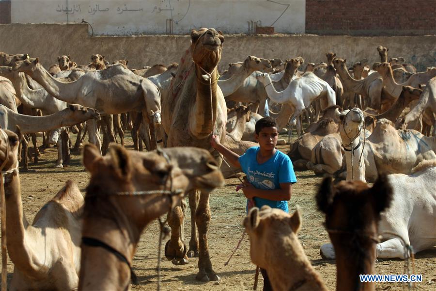 EGYPT-CAIRO-CAMEL MARKET