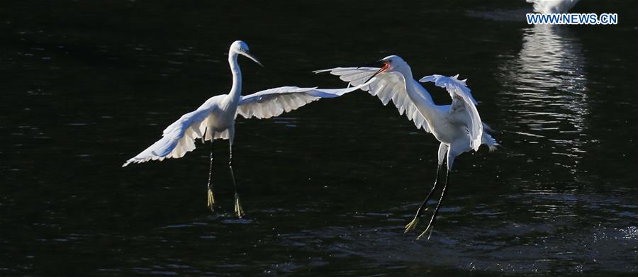 #CHINA-BEIJING-EGRETS(CN)
