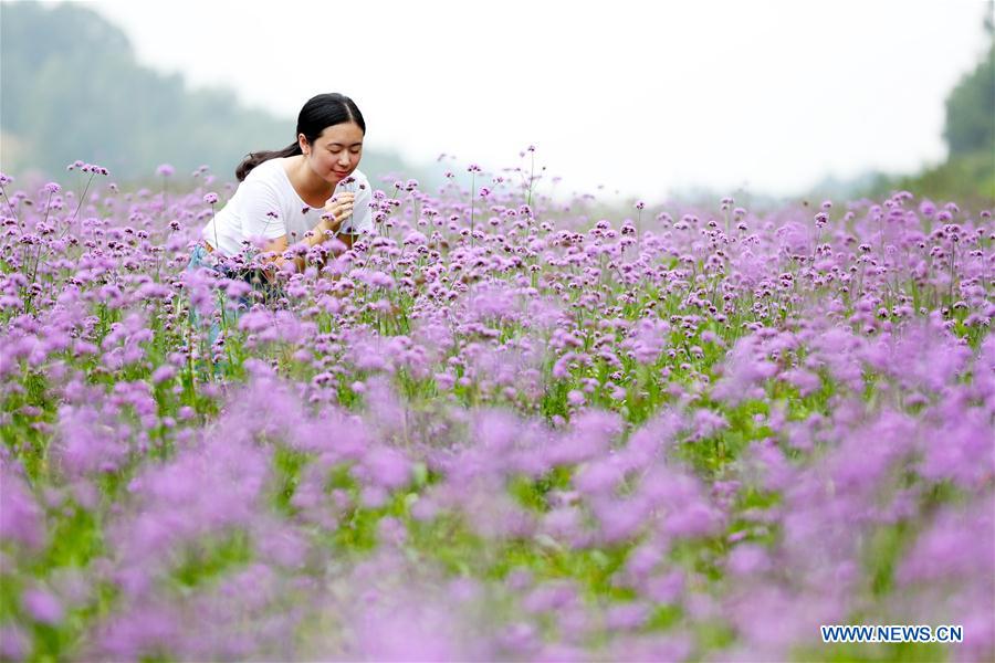#CHINA-FUJIAN-NAN'AN-VERBENA FLOWER(CN)