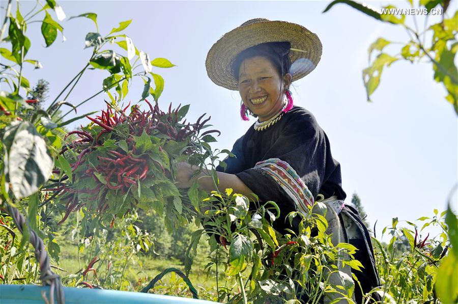 #CHINA-GUIZHOU-DONG VILLAGE-PEPPER HARVEST (CN)