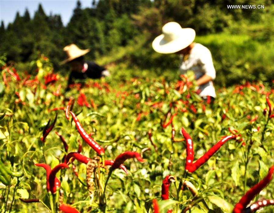 #CHINA-GUIZHOU-DONG VILLAGE-PEPPER HARVEST (CN)