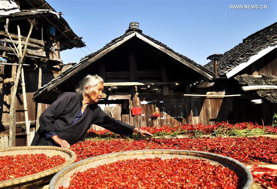 #CHINA-GUIZHOU-DONG VILLAGE-PEPPER HARVEST (CN)