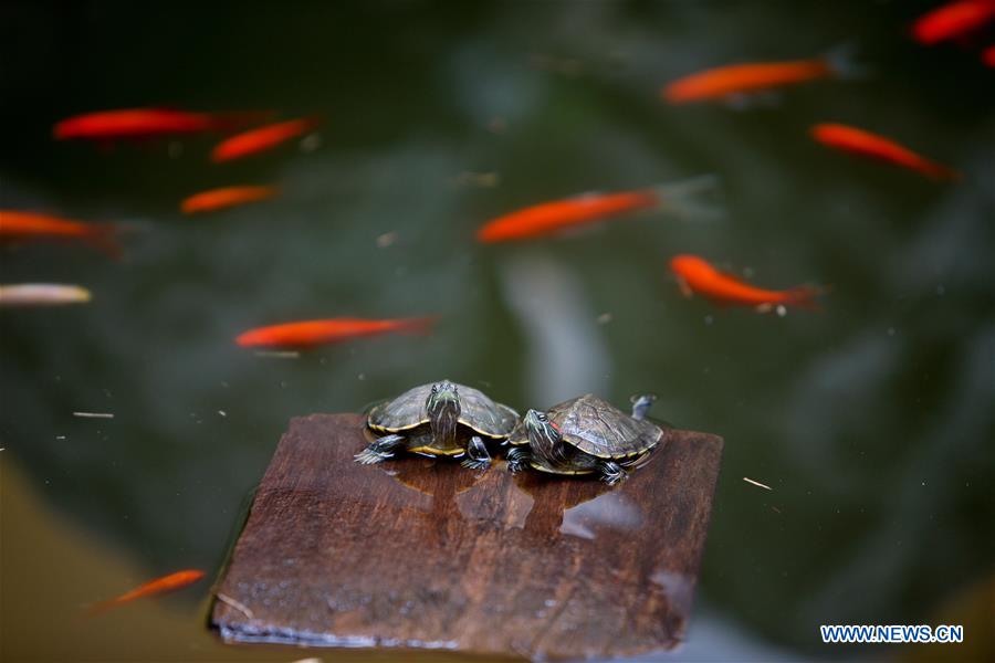 (G20 SUMMIT)CHINA-HANGZHOU-DAILY LIFE (CN)