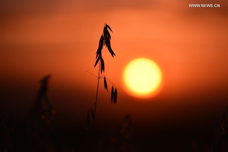 #CHINA-HOHHOT-AVENA OAT-HARVEST (CN)