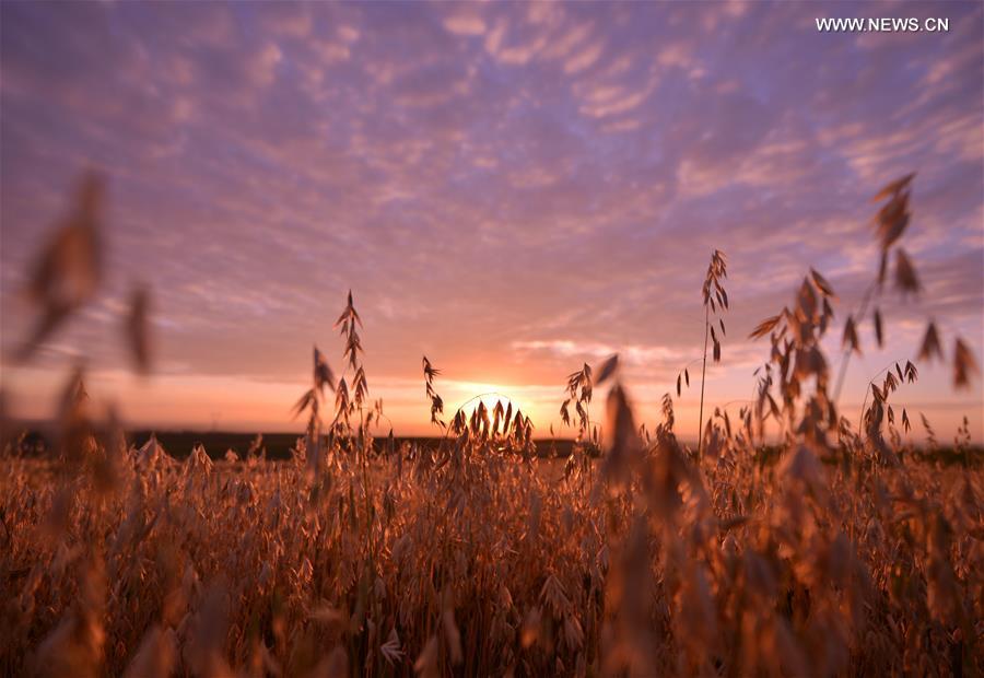 #CHINA-HOHHOT-AVENA OAT-HARVEST (CN)