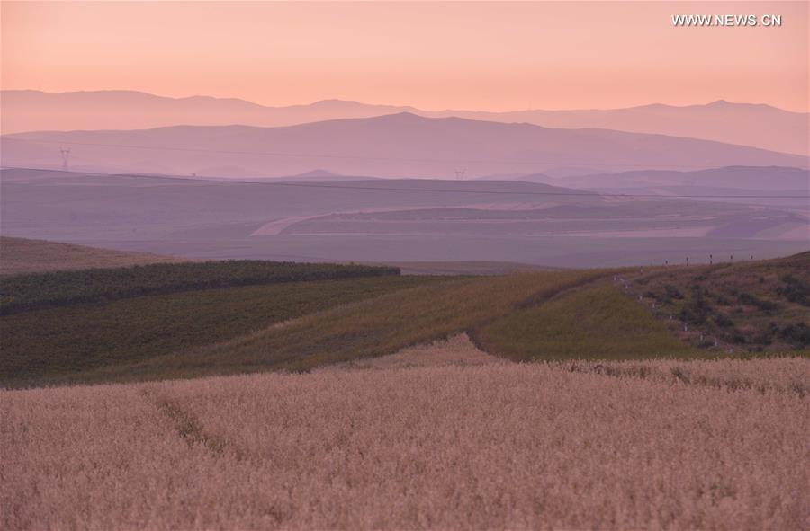 #CHINA-HOHHOT-AVENA OAT-HARVEST (CN)