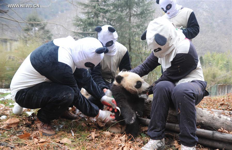 CHINA-CHENGDU-GIANT PANDA-RETURN TO WILD-TRAINING (CN)