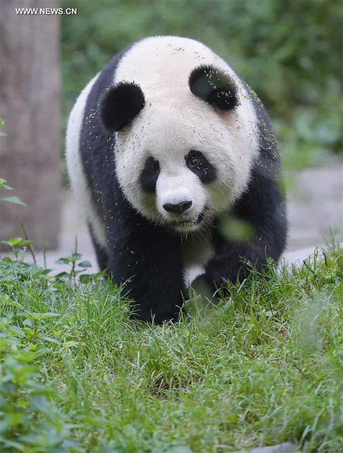 CHINA-CHENGDU-GIANT PANDA-RETURN TO WILD-TRAINING (CN)