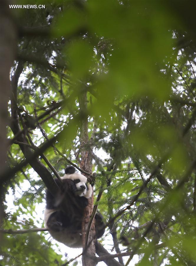 CHINA-CHENGDU-GIANT PANDA-RETURN TO WILD-TRAINING (CN)
