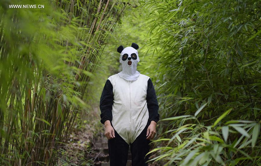 CHINA-CHENGDU-GIANT PANDA-RETURN TO WILD-TRAINING (CN)