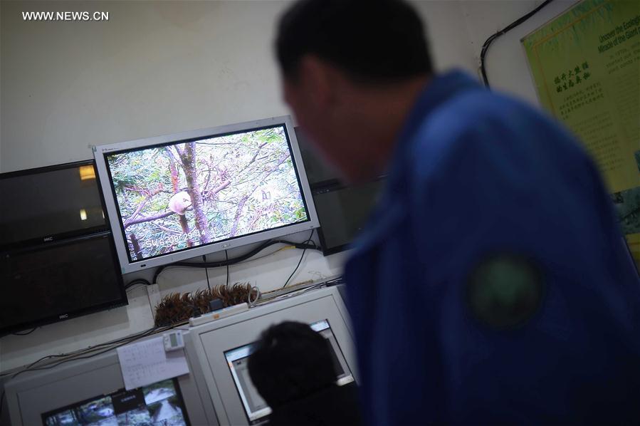 CHINA-CHENGDU-GIANT PANDA-RETURN TO WILD-TRAINING (CN)