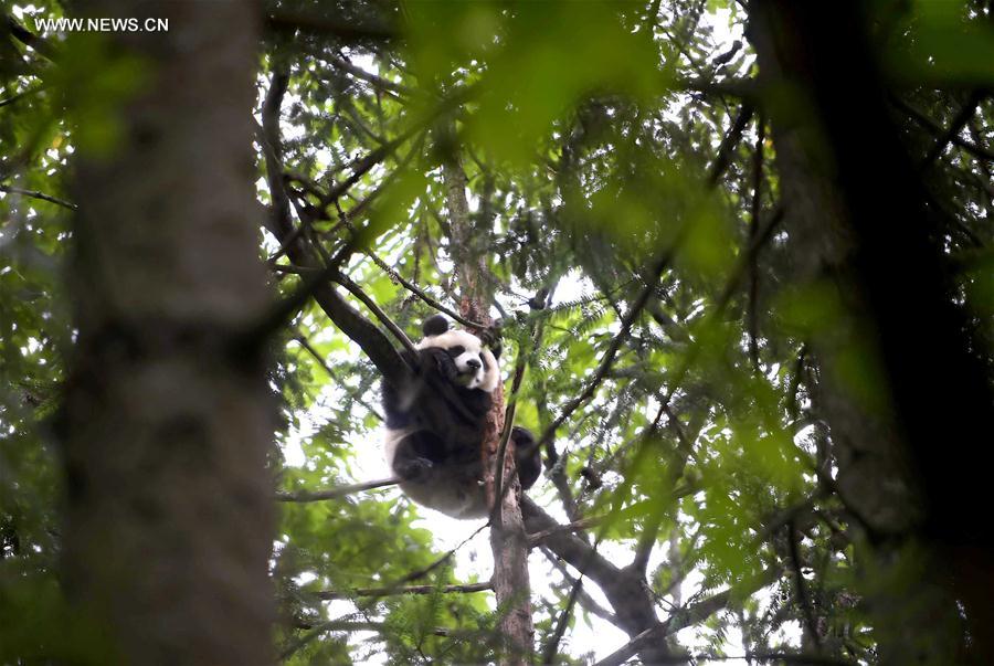 CHINA-CHENGDU-GIANT PANDA-RETURN TO WILD-TRAINING (CN)